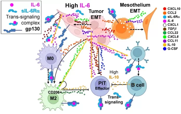 The IL-6 axis interacts with multiple cytokines to promote tumor and mesothelial EMT and suppress anti-tumor immunity.